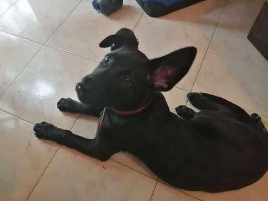 Welpen Bilder !-Beitrag-Bild