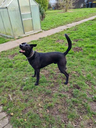 Alles rund um den Schäferhund, diskutieren erwünscht.-Beitrag-Bild