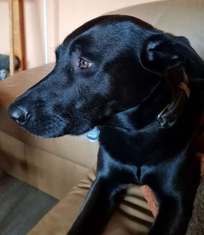 Schäferhund-Beitrag-Bild