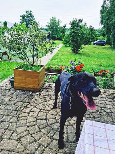 Labradorfans-Beitrag-Bild