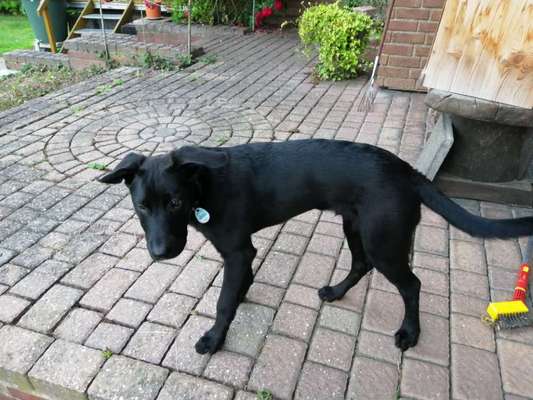 Labradorfans-Beitrag-Bild