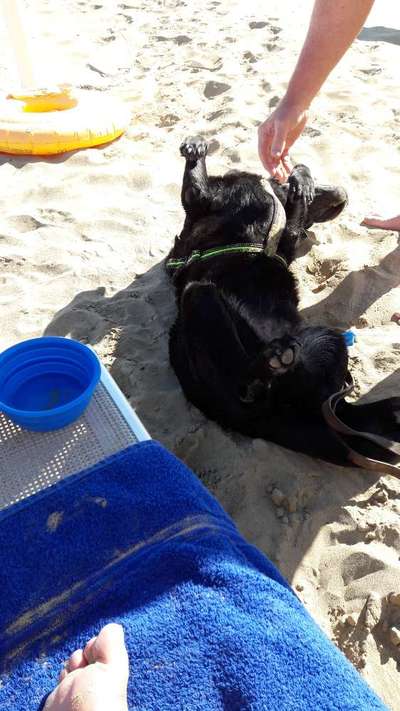 Was ist ein Anfängerhund?-Beitrag-Bild