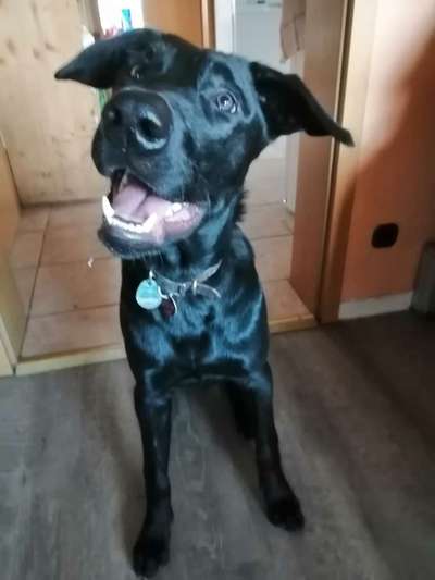 Schäferhund-Beitrag-Bild