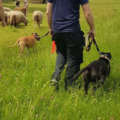 Hundetreffen-SocialWalk-Bild