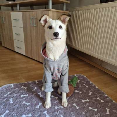 Hundetreffen-Spazieren und gemeinsames spielen 🥰-Bild