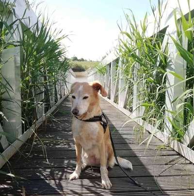 Die Dogorama Kalender Challenge Titelbild-Beitrag-Bild