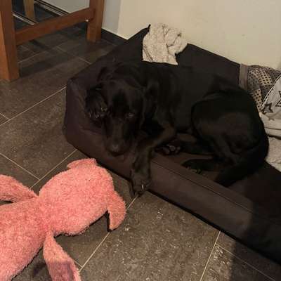 Hundetreffen-Gassirunden oder Spielspaß-Bild