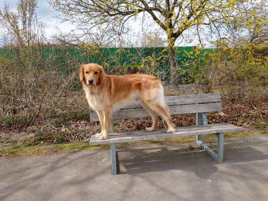 Hovawart-Beitrag-Bild