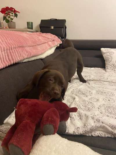 Welpen Bilder !-Beitrag-Bild