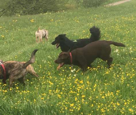 Hundetreffen-Gassirunde & Spielrunde Junghunde Untermeitingen-Bild