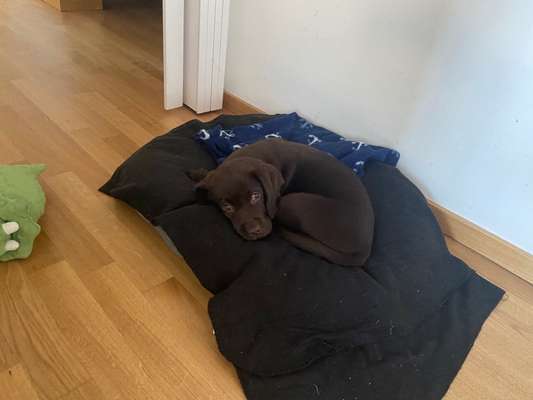 Welpen Bilder !-Beitrag-Bild