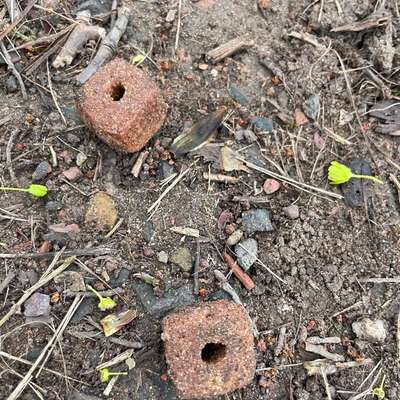 Giftköder-Präpariertes Trockenfutter Tabaksweiher-Bild