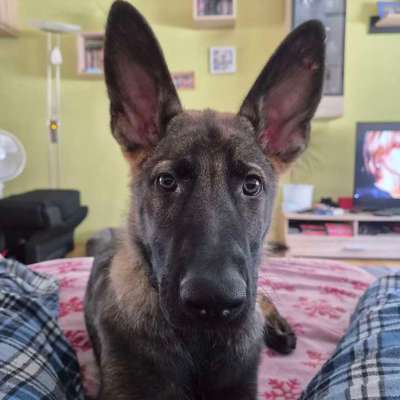 Hundetreffen-Sozial Work in Umgebung-Bild