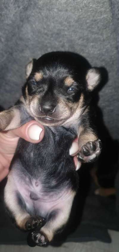 Welpen Bilder !-Beitrag-Bild