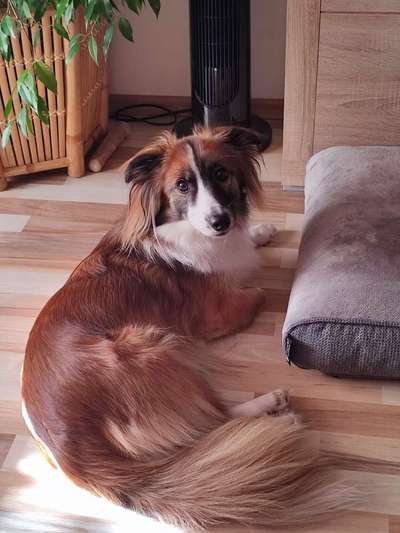 Corgis und ihre persönlichen Hofangestellten-Beitrag-Bild