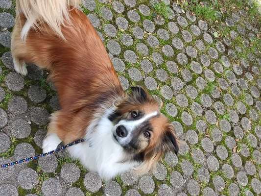 Mischlinge raten - Rätselspaß-Beitrag-Bild