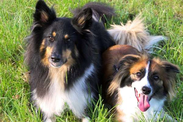 Mischlingshunde Foto Aufruf-Beitrag-Bild