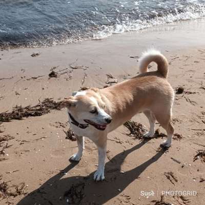 Hund aus dem Spanischen Tierschutz-Beitrag-Bild