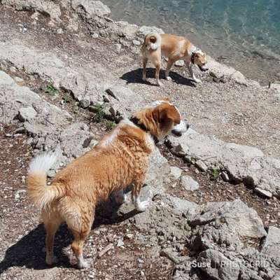 Dogorama Photo Challenge - Steine/Felsen-Beitrag-Bild