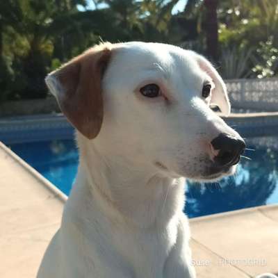 Vorurteile gegenüber Hundebesitzer-Beitrag-Bild