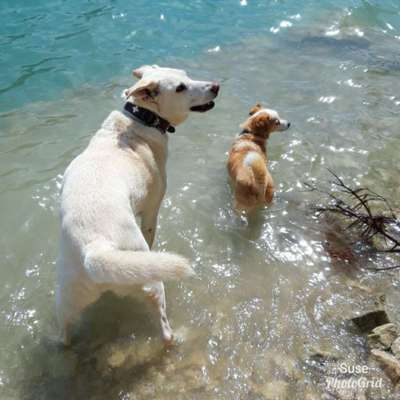 Dogorama-Monats-Challenge-Mai "Wasser"-Beitrag-Bild