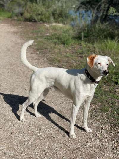 Hunde aus dem Tierschutz: Bulgarien-Beitrag-Bild