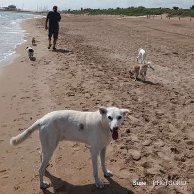 Hund aus dem Spanischen Tierschutz-Beitrag-Bild