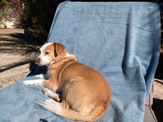 Jack Russel Dackel Mischlinge-Beitrag-Bild