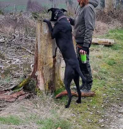 Hundetreffen-Gemeinsame Spaziergänge-Bild