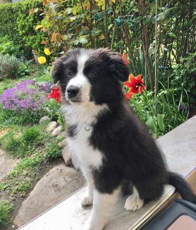 Die Dogorama Kalender Challenge Teil 3/4-Beitrag-Bild