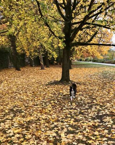 Hundeauslaufgebiet-Oststadt-Bild