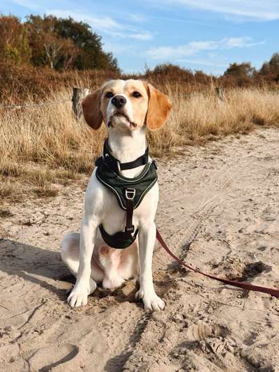 Hundetreffen-Gemeinsame Spaziergänge-Bild