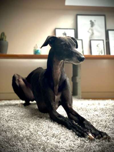 Whippet-Beitrag-Bild