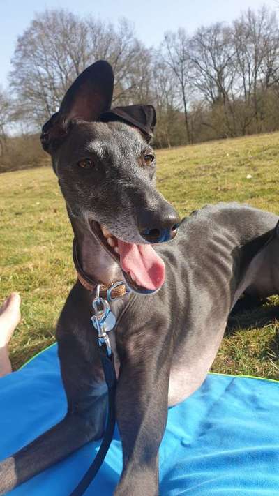 Windhunde - Treffen der besonderen Schönheiten
HERZLICH WILLKOMMEN-Beitrag-Bild