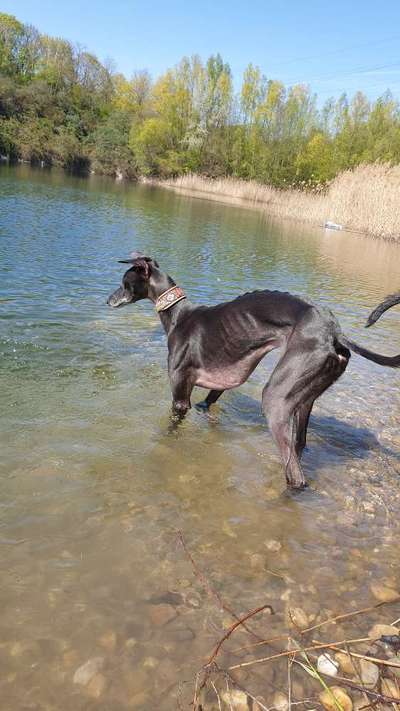 Windhunde - Treffen der besonderen Schönheiten
HERZLICH WILLKOMMEN-Beitrag-Bild