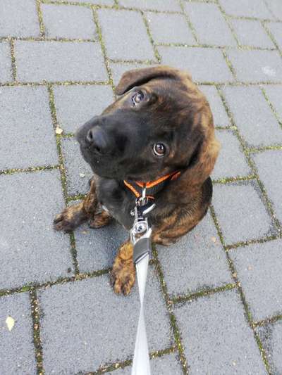 CHALLENGE NR. 19 - Der Hundeblick-Beitrag-Bild