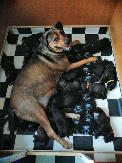 Geschwistersuche von Elsa-Beitrag-Bild