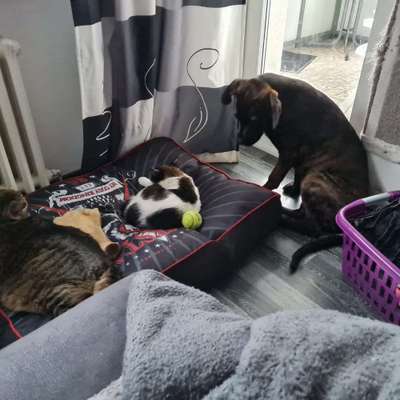 Hund und Katz Momente-Beitrag-Bild