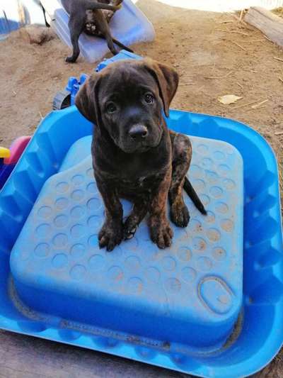 Welpen Bilder !-Beitrag-Bild