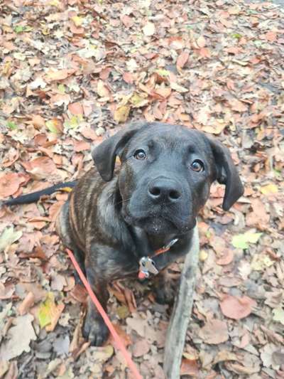 Labradorfans-Beitrag-Bild