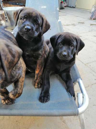 Geschwistersuche von Elsa-Beitrag-Bild