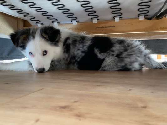 Foto-Challenge: Der schmollende Hund-Beitrag-Bild