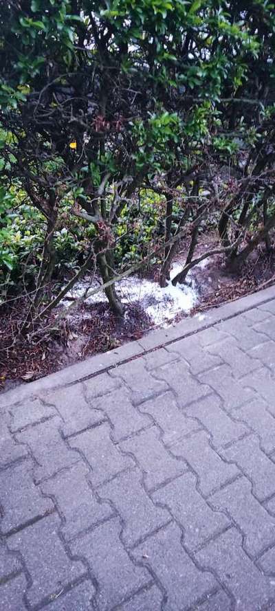 Giftköder-Weißes Pulver an der Hecke-Bild