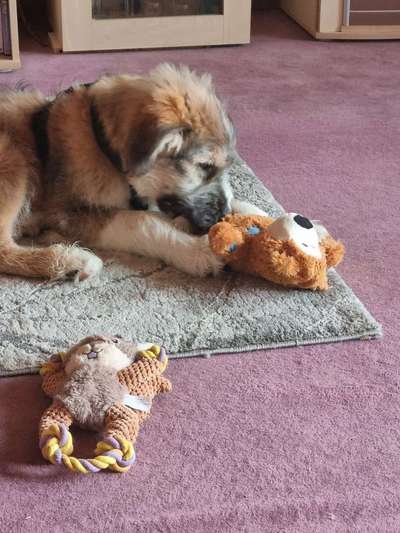 Welpen Bilder !-Beitrag-Bild