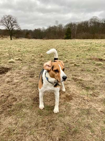 Gibt es hier Beagle in der Gruppe?-Beitrag-Bild