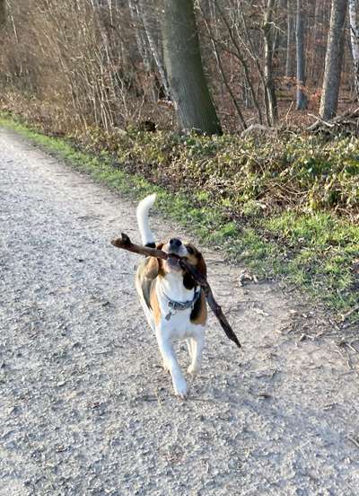 Gibt es hier Beagle in der Gruppe?-Beitrag-Bild