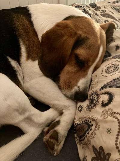 Gibt es hier Beagle in der Gruppe?-Beitrag-Bild