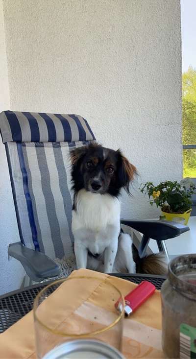 Auslandstierschutz-Beitrag-Bild