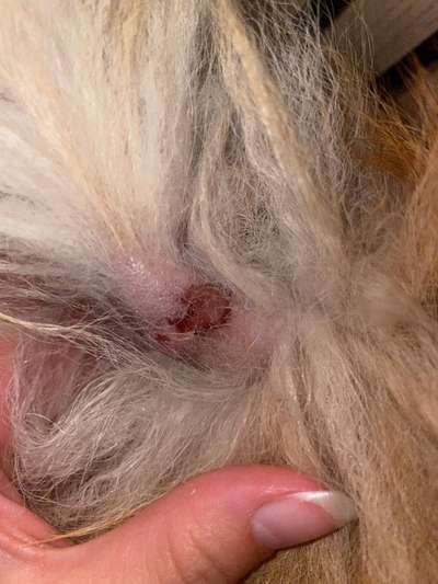 Ausschlag-Beitrag-Bild