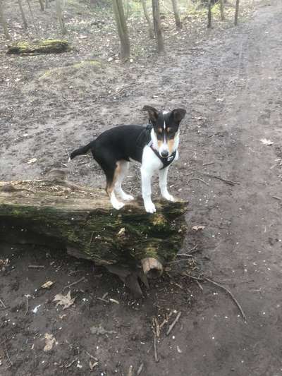 Hundetreffen-Welpengreffen Nähe Nippes-Bild